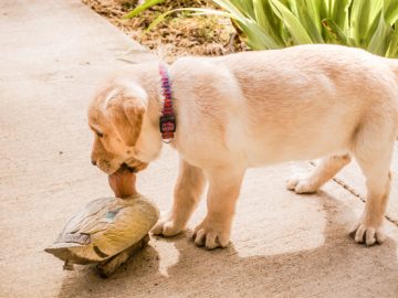 Decoy dog toolkit plays the long game with Pupy RAT