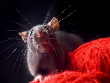 Rat