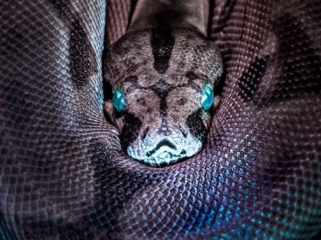 Turla's Snake malware network disrupted by Five Eyes' authorities