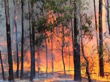 NSW National Parks and Wildlife Service heading to cloud for incident management