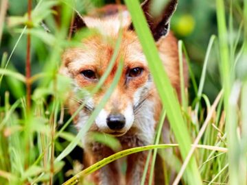 Natural History Museum partners with AWS to restore and protect urban nature