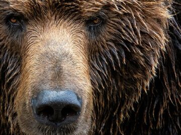 NCSC issues fresh alert over wave of Cozy Bear activity