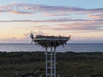 NBN Co installs nesting platforms above fixed wireless towers