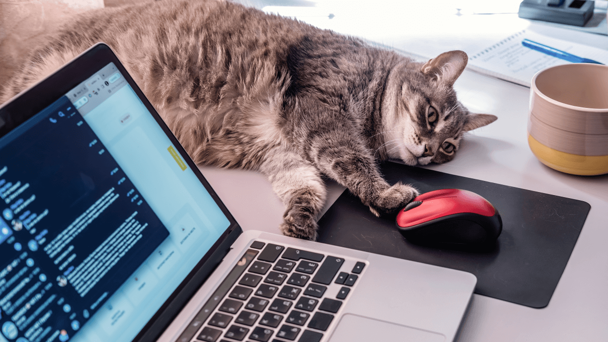 Cat watching Mic-E-Mouse