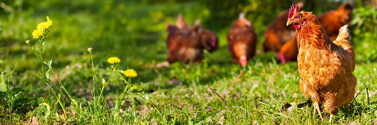 Vibe coding: A question of chicken feed or food